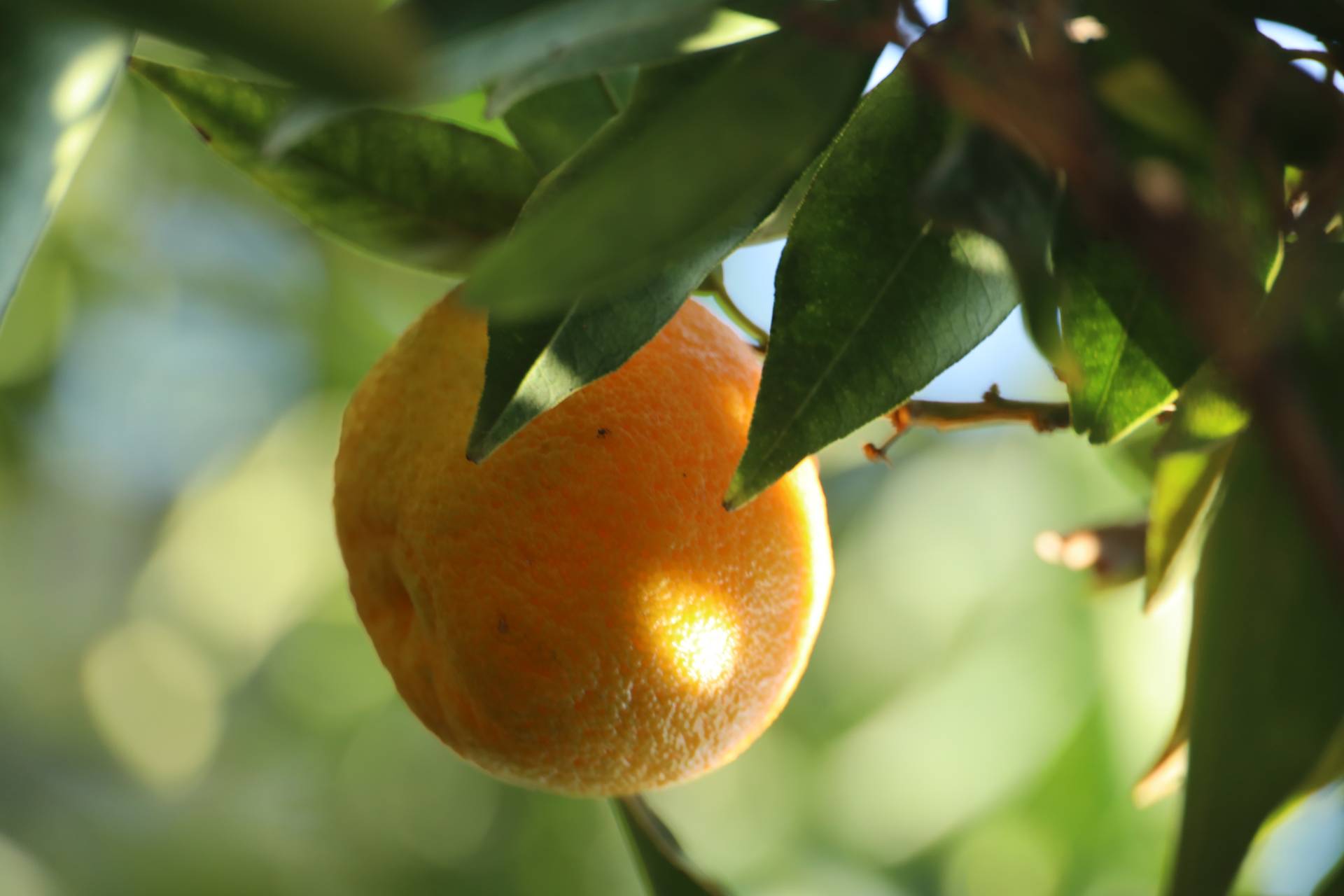 תמונה 2 מקיבוץ מעגן מיכאל